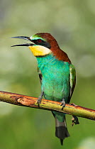 European bee-eaters (Merops apiaster) perched on a branch, vocalising, Castro Verde, Alentejo, Portugal, April.