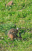 Two Iberian Brown Hares (Lepus granatensis)  mating, Castro Verde, Alentejo, Portugal, March.