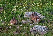 Two Iberian brown hares (Lepus granatensis) in a meadow, Castro Verde, Alentejo, Portugal, March