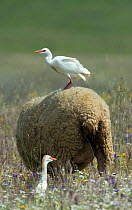 Cattle egret (Bubulcus ibis) perched on the back of a sheep, with another on the ground, Castro Verde, Alentejo, Portugal, April.