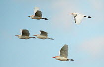 Five Cattle egrets (Bubulcus ibis) in flight, Castro Verde, Alentejo, Portugal, April.