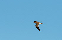 Collared pratincole (Glareola pratincola) in flight, vocalising, Castro Verde, Alentejo, Portugal, April.