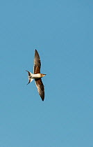 Collared pratincole (Glareola pratincola) in flight, Castro Verde, Alentejo, Portugal, April.