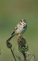 Corn Bunting (Emberiza calandra) perched on a thistle head, singing, Castro Verde, Alentejo, Portugal, April.