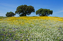 Meadow in flower, with Cork oaks (Quercus suber) in the background, Beja, Portugal, April.