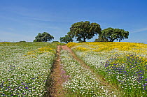 Cart tracks in a flowering meadow, with Cork oaks (Quercus suber) in the background, Beja, Portugal, April.
