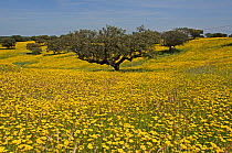 Meadow in flower, with Cork oaks (Quercus suber) in the background, Beja, Portugal, April.
