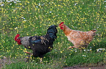 Domestic chickens (Gallus gallus domesticus) in a flower meadow, Castro Verde, Alentejo, Portugal, March.