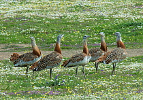 Group of male Great bustards (Otis tarda) gathered at a lek, Castro Verde, Alentejo, Portugal, March.