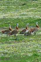 Group of male Great bustards (Otis tarda) gathered at a lek, Castro Verde, Alentejo, Portugal, March.