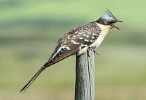 Great spotted cuckoo (Clamator glandarius) perched on a post, calling, Castro Verde, Alentejo, Portugal, April.