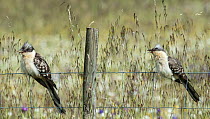 Two Great spotted cuckoos (Clamator glandarius) perched on a fence, with beaks open to cool down, Castro Verde, Alentejo, Portugal, April.