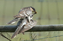 Pair of Great spotted cuckoos (Clamator glandarius) mating, with the male offering the female a nupital gift, Castro Verde, Alentejo, Portugal.