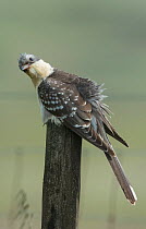 Great spotted cuckoo (Clamator glandarius) perched on a post, with ruffled feathers,  Castro Verde, Alentejo, Portugal.