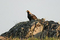 Spanish imperial eagle (Aquila adalberti) perched on a rock, Castro Verde, Alentejo, Portugal, April.