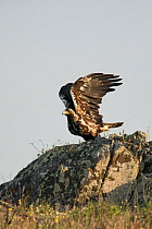 Spanish imperial eagle (Aquila adalberti) perched on a rock and stretching its wings, Castro Verde, Alentejo, Portugal, April.