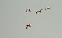Four Little bustards (Tetrax tetrax) in flight, Castro Verde, Alentejo, Portugal, April.