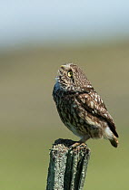 Little owl (Athene noctua) perched on a fence post, looking up, Castro Verde, Alentejo, Portugal, April.