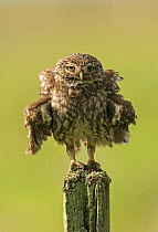 Little owl (Athene noctua) perched on a fence post, ruffling its feathers, Castro Verde, Alentejo, Portugal, April.