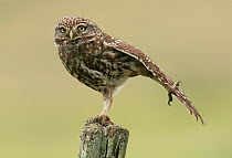 Little owl (Athene noctua) perched on a fence post, stretching its wings, Castro Verde, Alentejo, Portugal, April.