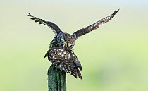 Male Little owl (Athene noctua) bringing food to a female perched on a fence post, Castro Verde, Alentejo, Portugal, April.