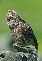Little owl (Athene noctua) perched on a wall, yawning, Castro Verde, Alentejo, Portugal, April.
