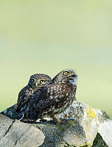 Pair of Little owls (Athene noctua) perched on a wall, with the male looking up, Castro Verde, Alentejo, Portugal, April.