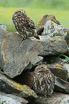 Pair of Little owls (Athene noctua) perched on a wall, looking up, Castro Verde, Alentejo, Portugal, April.