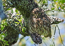 Little owl (Athene noctua) perched in an oak tree, Castro Verde, Alentejo, Portugal, April.