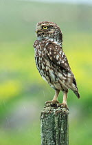 Little owl (Athene noctua) perched on a fence post in the rain, Castro Verde, Alentejo, Portugal, April.