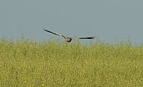 Male Montagu's harrier (Circus pygargus) in flight over a field of oats, Castro Verde, Alentejo, Portugal, April.