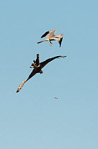 Pair of Montagu's harriers (Circus pygargus) undertaking a courtship food pass, Castro Verde, Alentejo, Portugal, April.