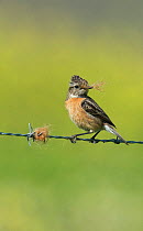 Female Stonechat (Saxicola rubicola) collecting cattle hair from a wire fence to use as nesting material, Castro Verde, Alentejo, Portugal, April.