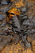 Leaf covered in oil due to spillage of petroleum extraction in African rainforest. Gamba, Ogooue-Maritime, Nyanga, Gabon.