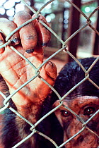 Chimpanzee (Pan troglodytes schweinfurthii) in cage, confiscated from poachers, housed in Epulu, Okapi Wildlife Reserve, Orientale Province, North-East, Democratic Republic of Congo