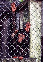 Chimpanzee (Pan troglodytes schweinfurthii) in cage, confiscated from poachers, housed in Epulu, Okapi Wildlife Reserve, Orientale Province, North-East, Democratic Republic of Congo