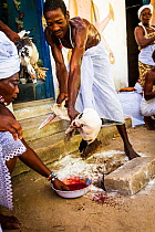 Man sacrificing duck and collecting blood in thanks to The Orishas / Loa (deities or spirits) during a Voodoo / Vodun ceremony, Benin, February 2011.