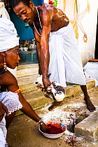 Man sacrificing duck and collecting blood in thanks to The Orishas / Loa (deities or spirits) during a Voodoo / Vodun ceremony, Benin, February 2011.