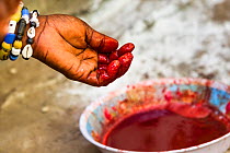 Blood of ducks sacrificed in thanks to The Orishas / Loa (spirits of life and nature) during a Voodoo / Vodun ceremony, Benin, February 2011.