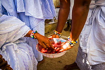 People dipping hands into blood of ducks sacrificed in thanks to The Orishas / Loa (spirits of life and nature) during a Voodoo / Vodun ceremony, Benin, February 2011.