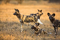 Pack of African wild dogs (Lycaon pictus), Mala Mala Game Reserve, South Africa, June.