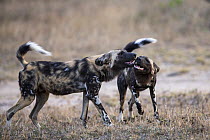 Two African wild dogs (Lycaon pictus) greeting, Mala Mala Game Reserve, South Africa, June.