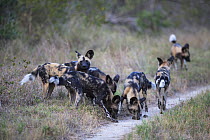 Pack of African wild dogs (Lycaon, pictus) smelling a scent on a trail, Mala Mala Game Reserve, South Africa, June.