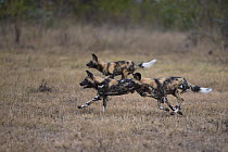 Three African wild dogs (Lycaon, pictus) running, Mala Mala Game Reserve, South Africa, June.