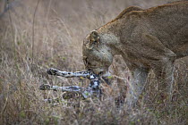 African lioness (Panthera leo) with African wild dog (Lycaon pictus) prey, Mala Mala Game Reserve, South Africa, June.