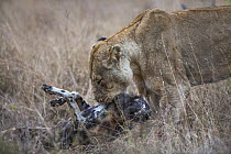 African lioness (Panthera leo) with African wild dog (Lycaon pictus) prey, Mala Mala Game Reserve, South Africa, June.