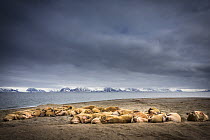 Walrus (Odobenus rosmanus) colony hauled out on a beach, Poolpynten, Svalbard, Norway, June, 2012.