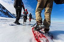 Tourists and guide using snowshoes on an ecotourism trekking holiday, Svalbard, Norway, June, 2012. Model released.