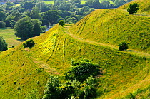Ramparts on west end of Hambledon Hill prehistoric hill fort, Dorset, UK. June 2013