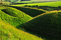 West entrace to Maiden Castle iron age hillfort near Dorchester, Dorset, UK. June 2013